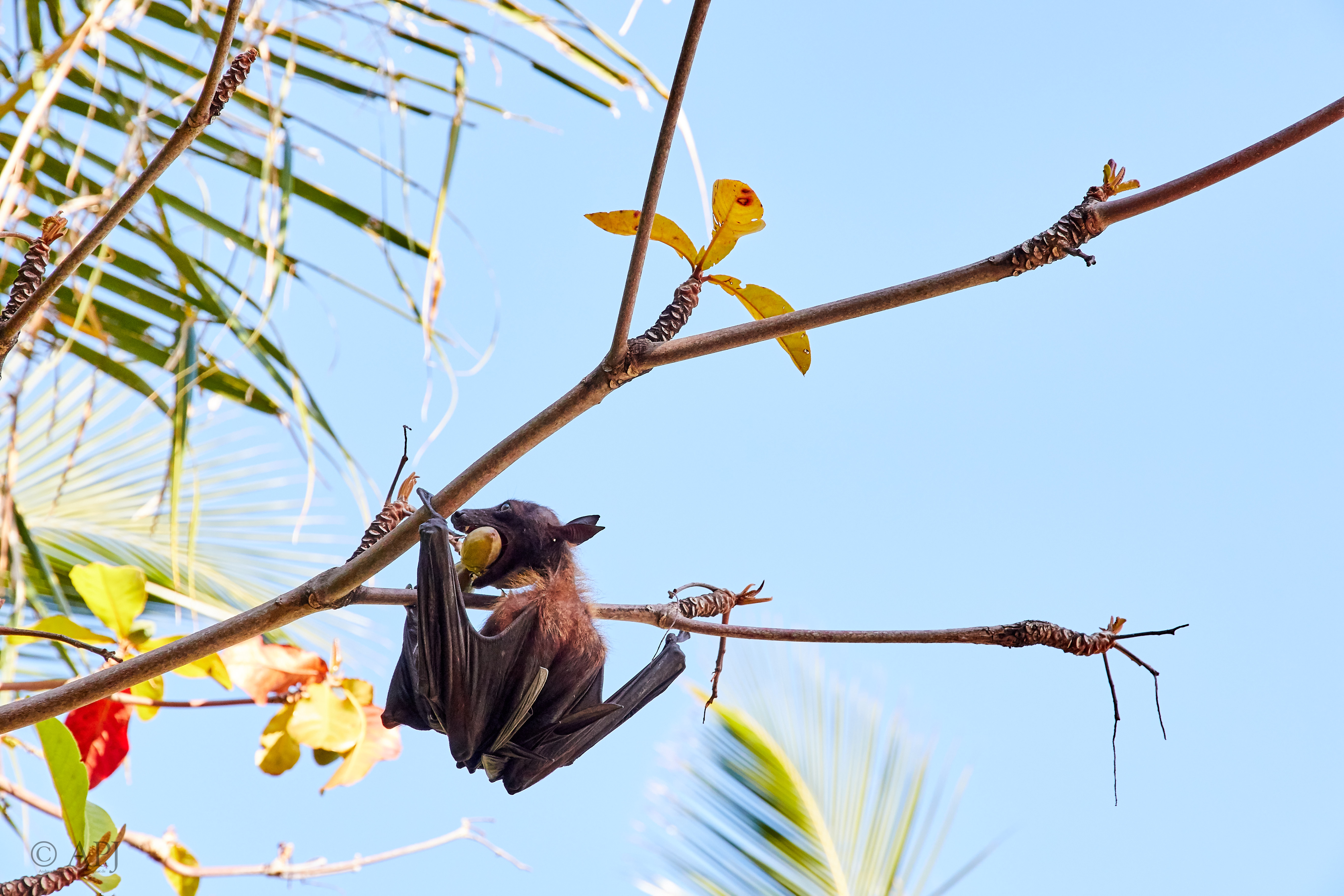 004288 21 08 17  Canon EOS 7D Mark II   Malediven2017